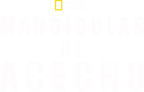 Mandíbulas al acecho