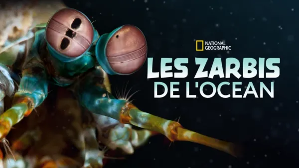 thumbnail - Les zarbis de l'océan