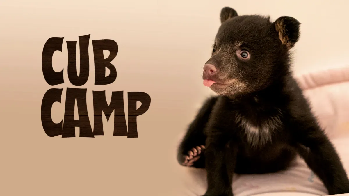 Cub Camp | Watch Full Episodes | Disney+