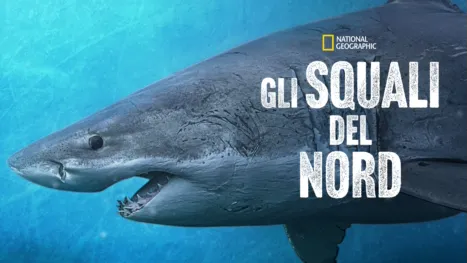 thumbnail - Gli Squali del Nord
