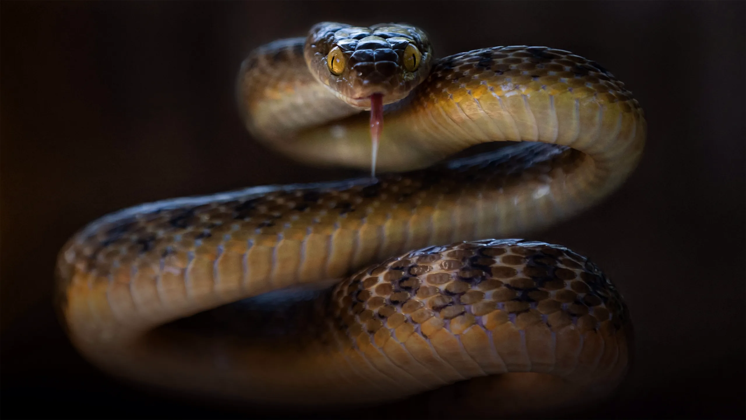 Cazadores de serpientes en Australia: Persecución mortal
