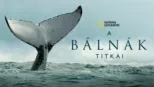 thumbnail - A bálnák titkai