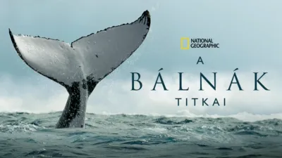 A bálnák titkai
