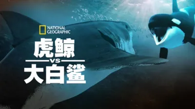 虎鲸vs.大白鲨