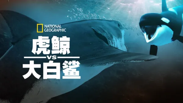 thumbnail - 虎鲸vs.大白鲨