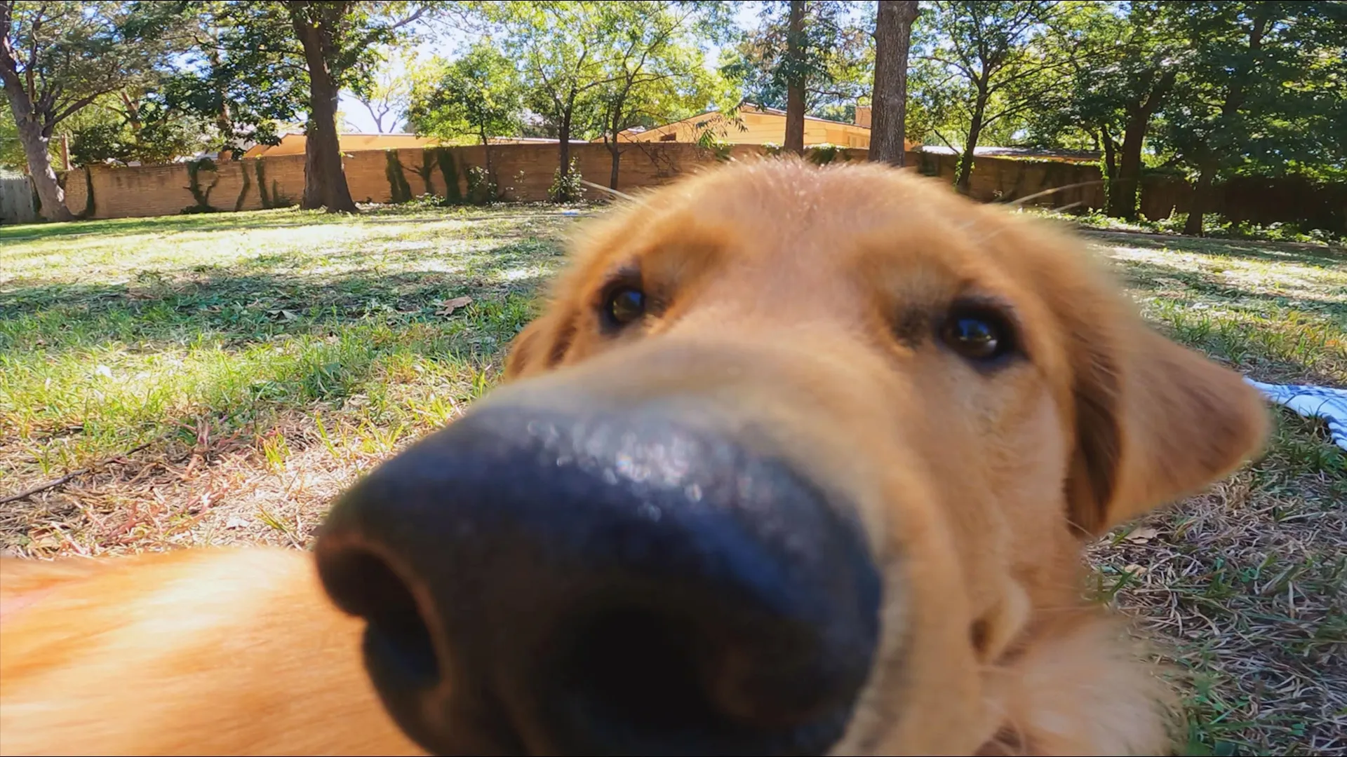 thumbnail - S1:E15 Buddy
