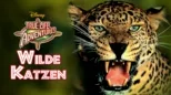 thumbnail - Wilde Katzen