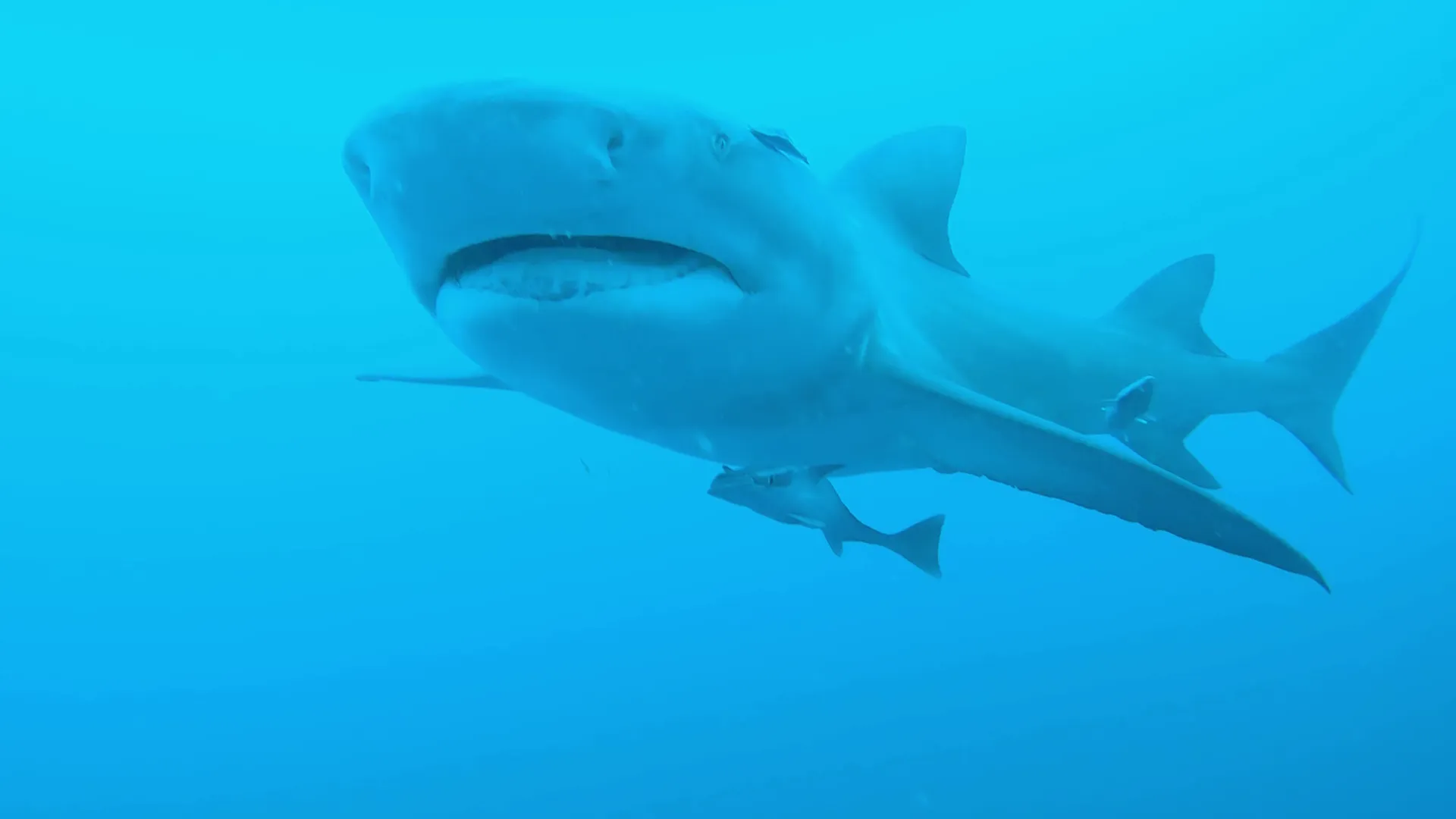 thumbnail - S8:E3 Space Coast Scare