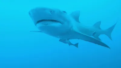 thumbnail - S8:E3 Space Coast Scare