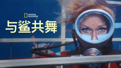 与鲨共舞