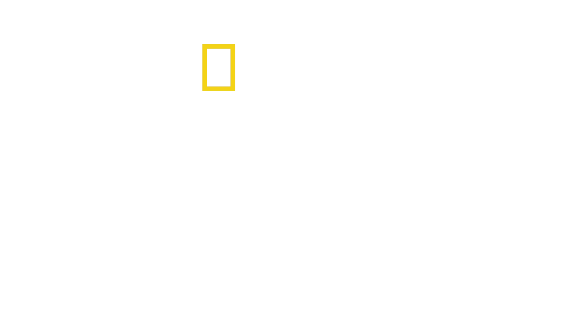 Les secrets des éléphants