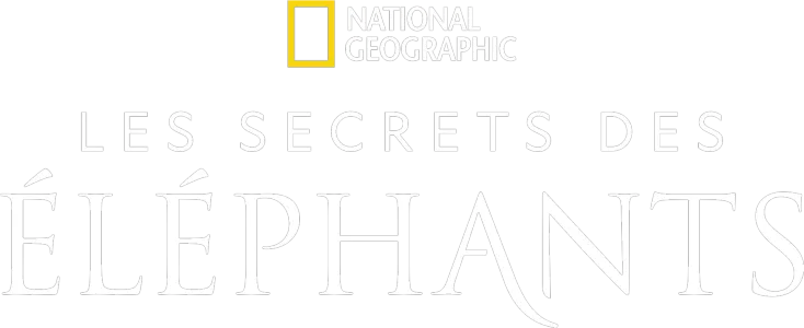 Les secrets des éléphants
