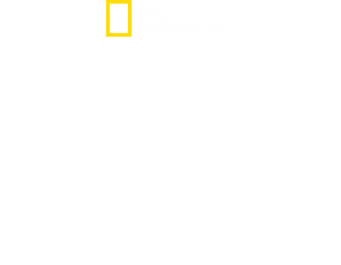 나무 위의 사자들
