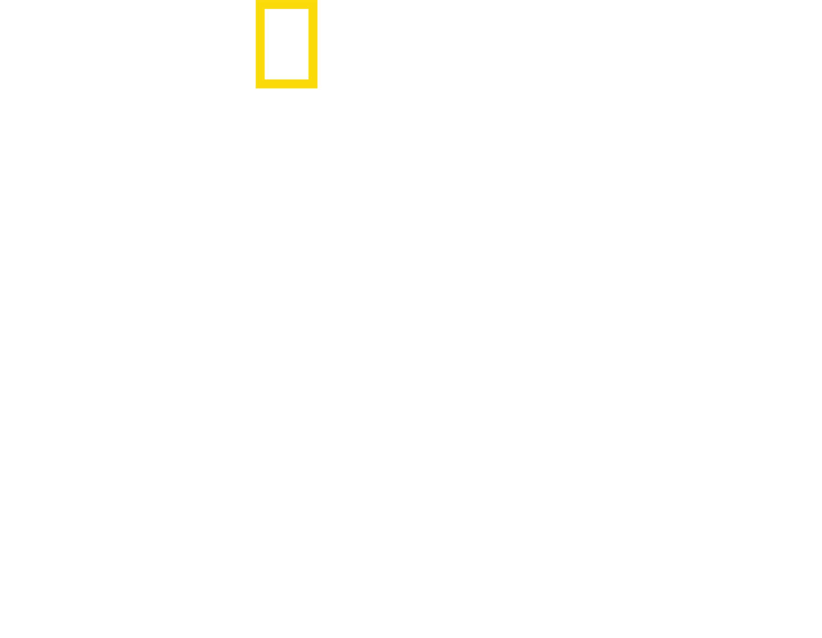 나무 위의 사자들