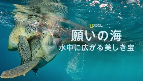 thumbnail - 願いの海：水中に広がる美しき宝