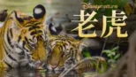 thumbnail - 老虎