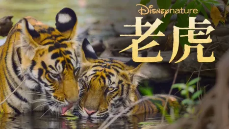 thumbnail - 老虎