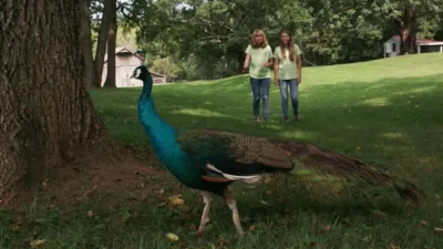 thumbnail - S1:E4 Edward The Peacock Is On The Loose!