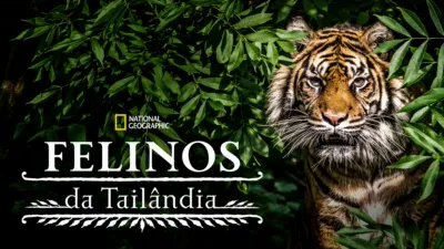 Felinos da Tailândia