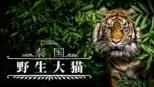 thumbnail - 泰国野生大猫