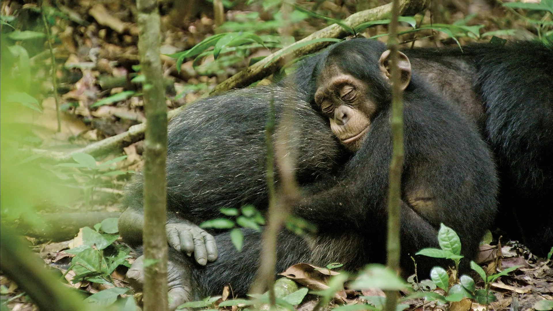 Disneynature: Chimpancés