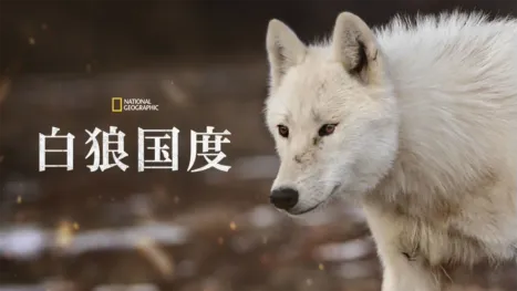 thumbnail - 白狼国度