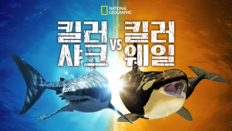 thumbnail - 킬러 샤크 vs 킬러 웨일