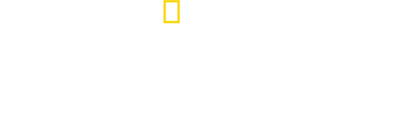 Les Secrets des Baleines