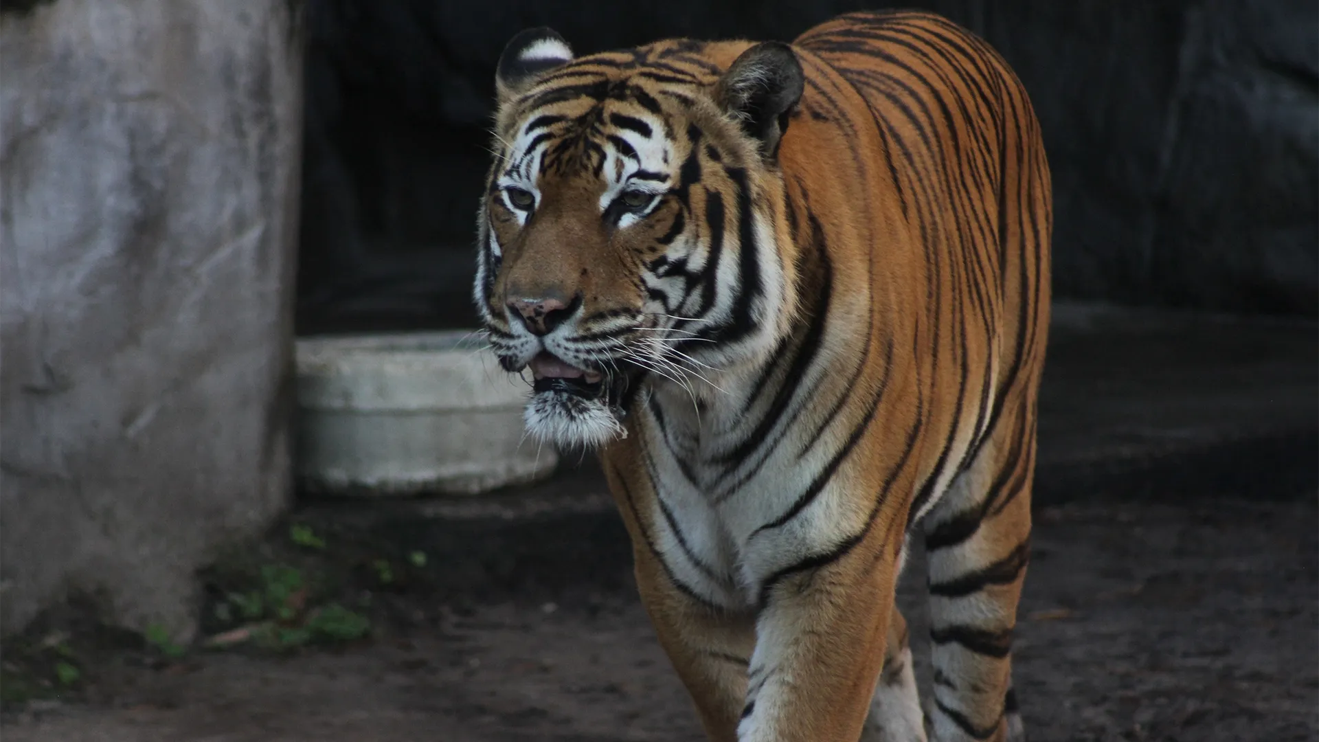 thumbnail - S4:E8 A Tiger's Tale