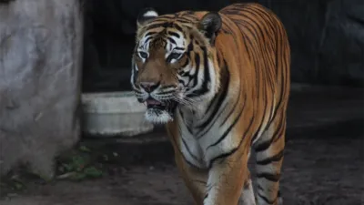 thumbnail - S4:E8 A Tiger's Tale