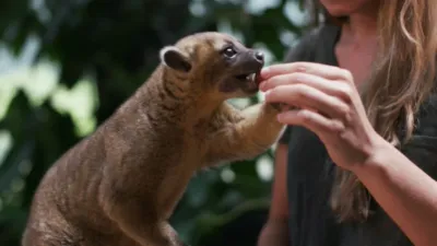 thumbnail - S1:E3 What Is A Kinkajou?