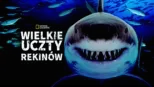 thumbnail - Wielkie uczty rekinów