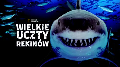 thumbnail - Wielkie uczty rekinów