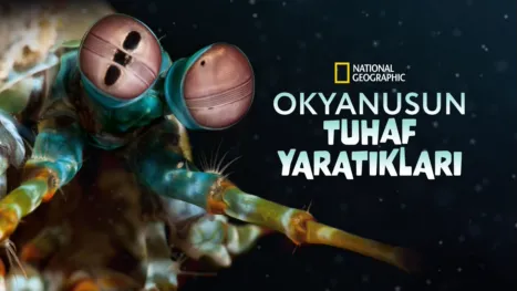 thumbnail - Okyanusun Tuhaf Yaratıkları