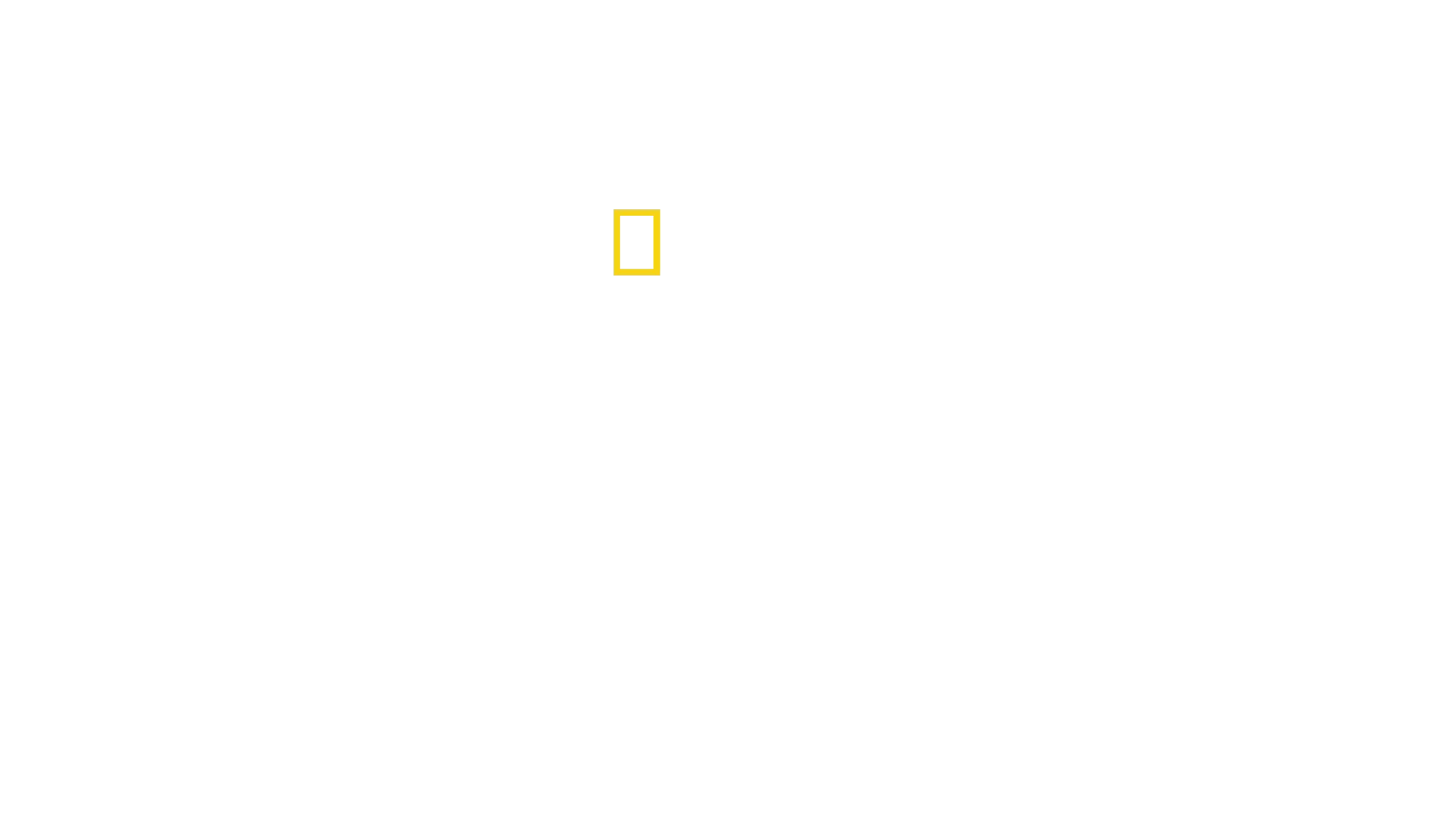 Les secrets des manchots