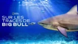 thumbnail - Sur les traces de Big Bull