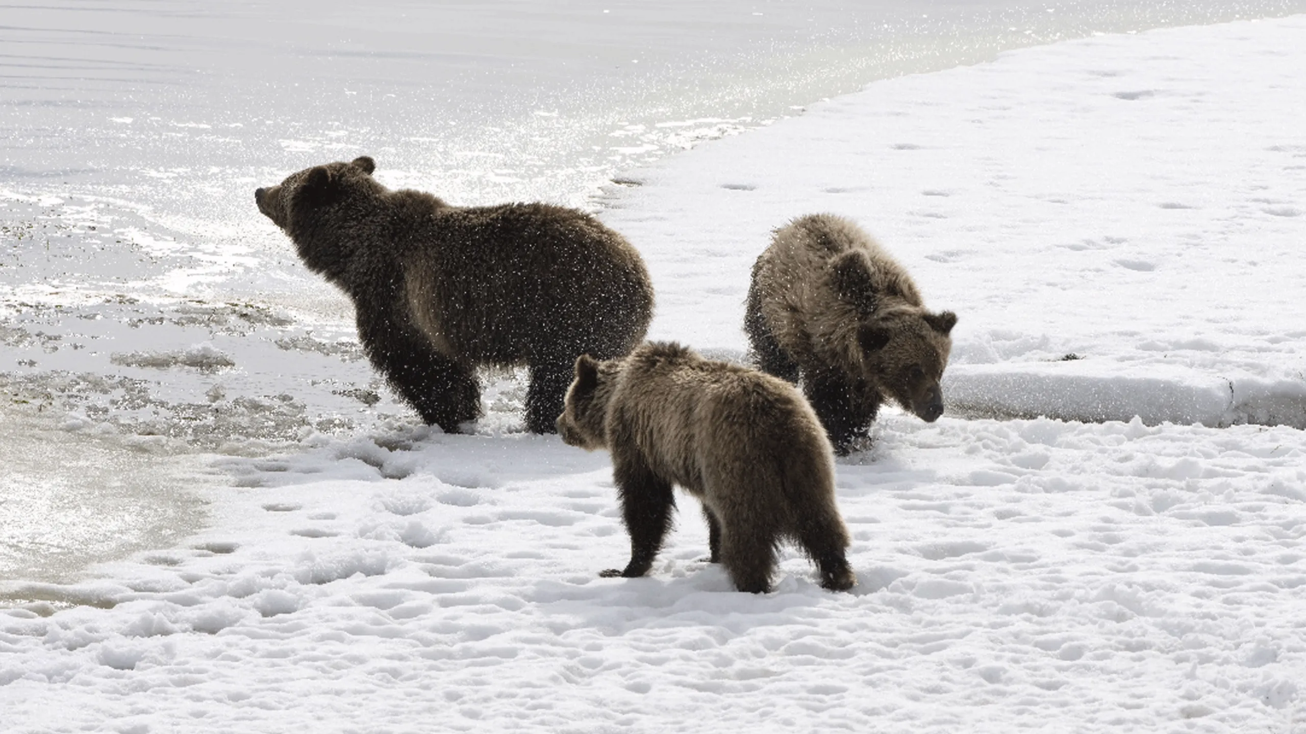 thumbnail - S1:E8 Moose Mayhem