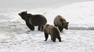 thumbnail - S1:E8 Moose Mayhem