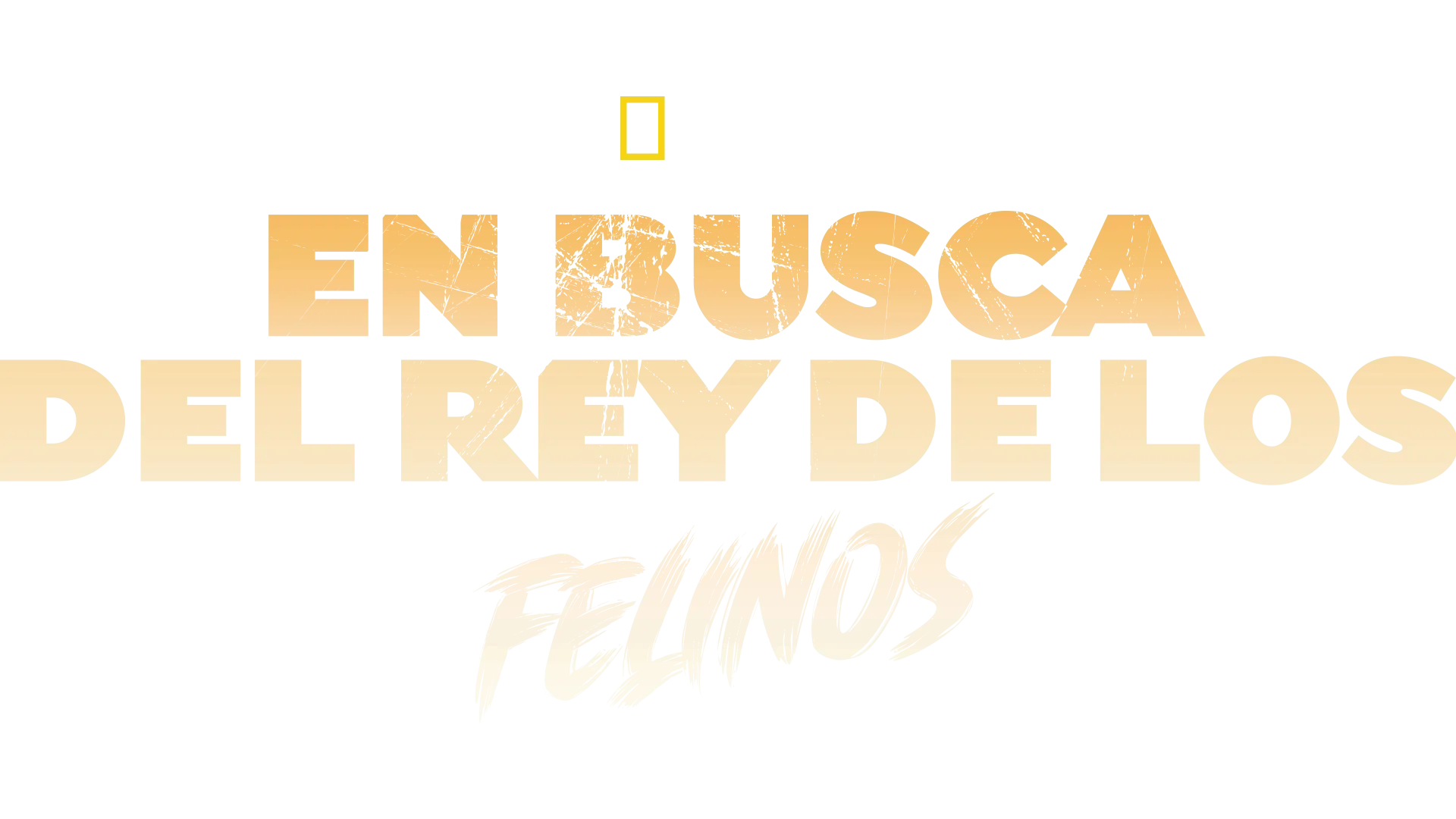 En busca del rey de los felinos