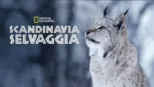 thumbnail - Scandinavia Selvaggia