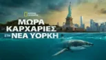thumbnail - Μωρά Καρχαρίες στη Νέα Υόρκη
