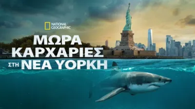 Μωρά Καρχαρίες στη Νέα Υόρκη