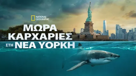 thumbnail - Μωρά Καρχαρίες στη Νέα Υόρκη