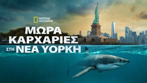 thumbnail - Μωρά Καρχαρίες στη Νέα Υόρκη