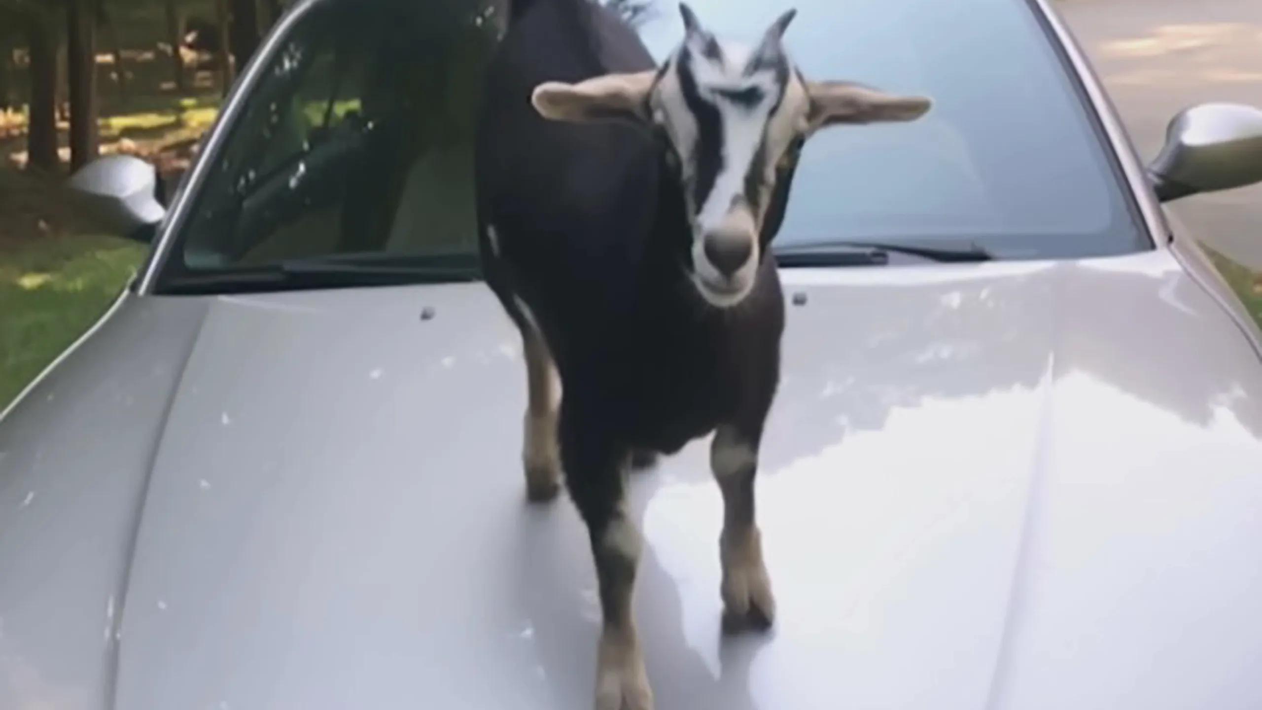 thumbnail - S2:E4 Livestock of the Rich and Famous