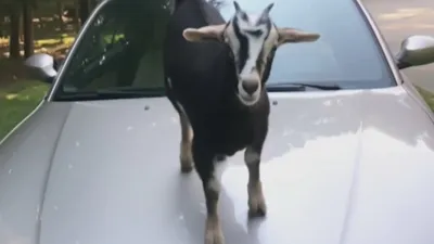 thumbnail - S2:E4 Livestock of the Rich and Famous