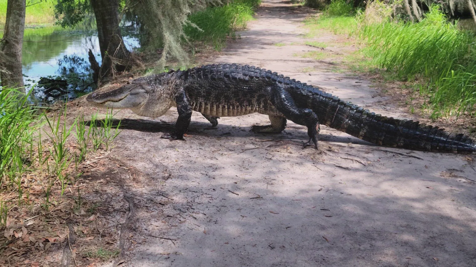 thumbnail - S1:E1 Exploding Whale, Alligator Attack, Dallas Airshow Disaster and Ski Lift Mayhem