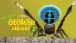 thumbnail - Ihka oikeaa Ötökän Elämää