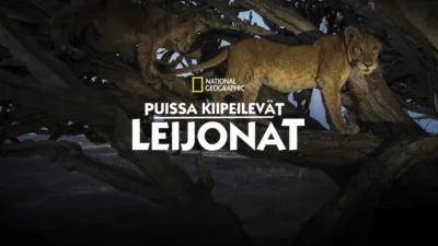 Puissa kiipeilevät leijonat