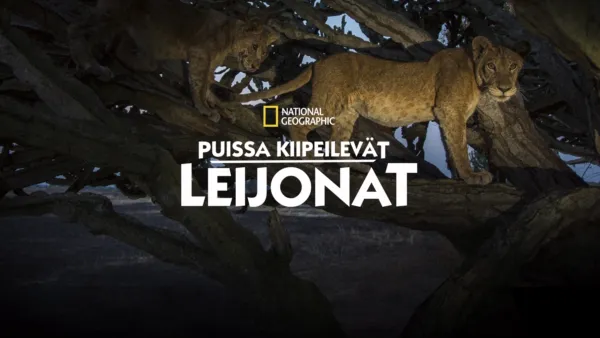 thumbnail - Puissa kiipeilevät leijonat